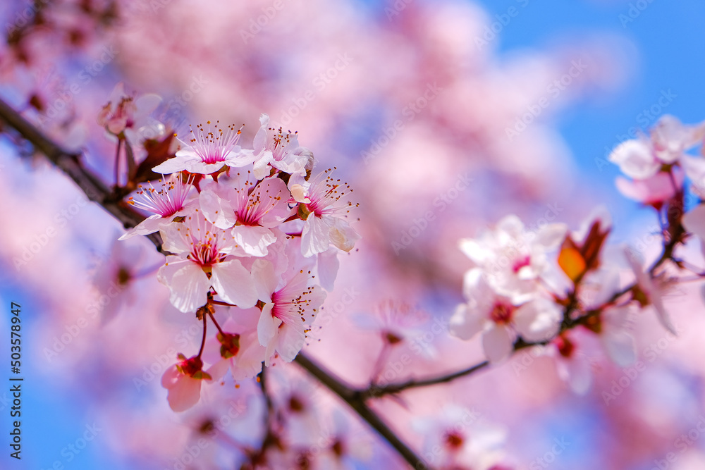 Cherry tree selective focus pink spring blossom background. Cherry tree selective focus pink spring blossom background.