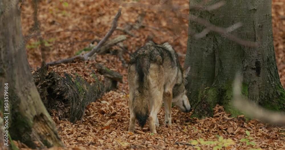 Gray wolf (Canis Lupus) playing in the autumn forest Gray wolf (Canis Lupus) playing in the autumn forest
