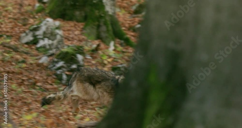 Gray wolf (Canis Lupus) in the autumn forest