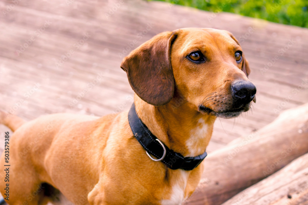 Dachshund in profile on a yellow background with bokeh Dachshund in profile on a yellow background with bokeh