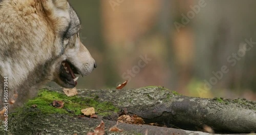 Wallpaper Mural European Gray wolf (Canis Lupus) slow motion shot. Close-up Torontodigital.ca