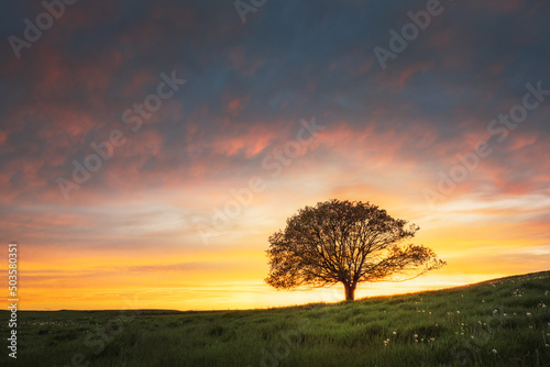 Fototapeta Naklejka Na Ścianę i Meble -  lone tree in beautiful, colorful sunset