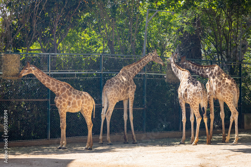 Fototapeta Naklejka Na Ścianę i Meble -  Giraffe feeding in Lisbon Zoo