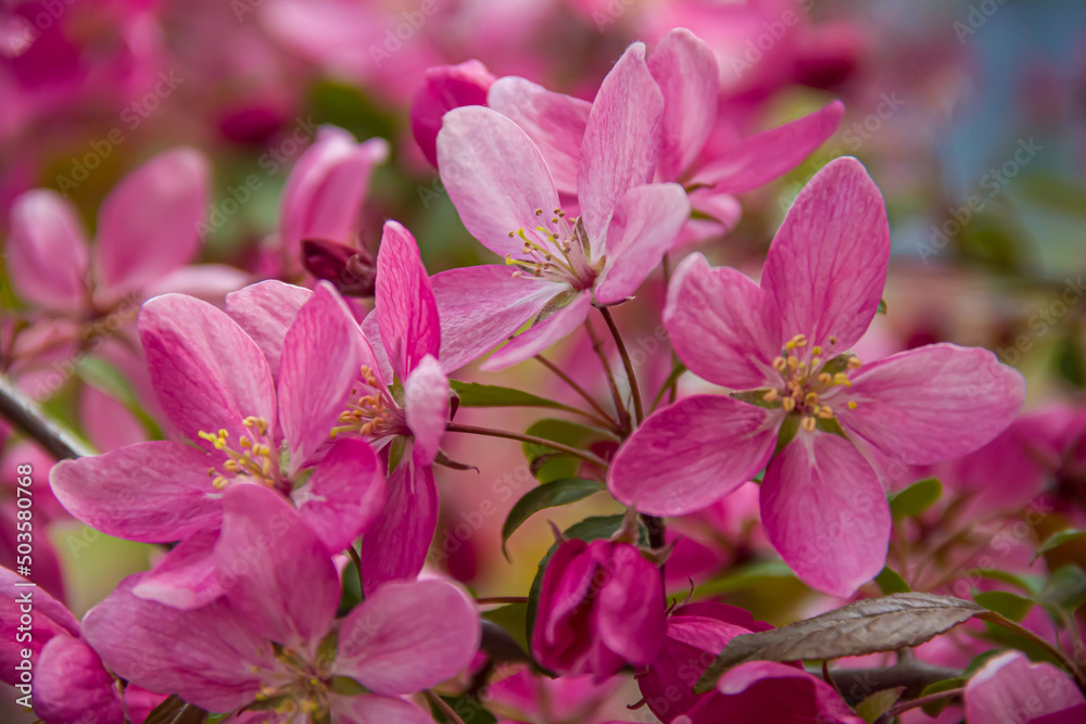 Flowering branches of paradise apple tree. Fruit tree. Photo of nature. Flowering branches of paradise apple tree. Fruit tree. Photo of nature.
