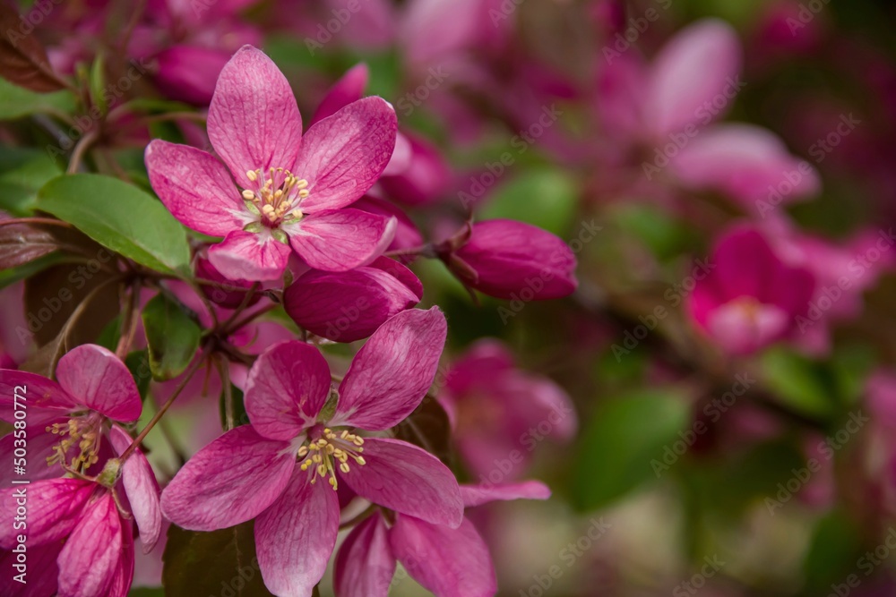 Flowering branches of paradise apple tree. Fruit tree. Photo of nature. Flowering branches of paradise apple tree. Fruit tree. Photo of nature.