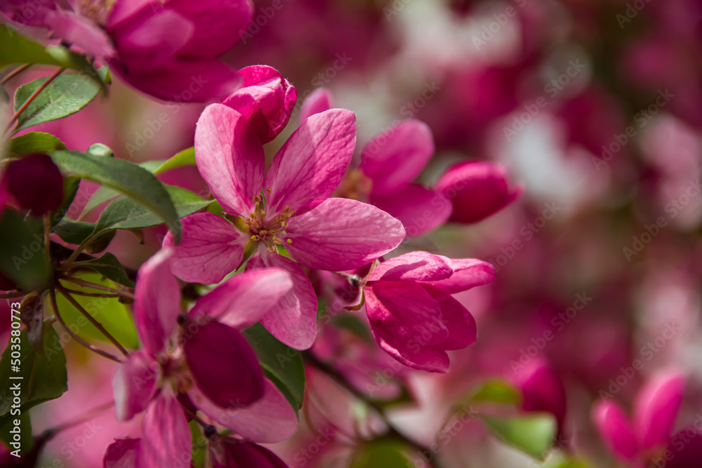 Flowering branches of paradise apple tree. Fruit tree. Photo of nature.