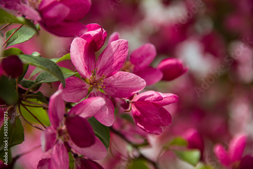 Flowering branches of paradise apple tree. Fruit tree. Photo of nature.