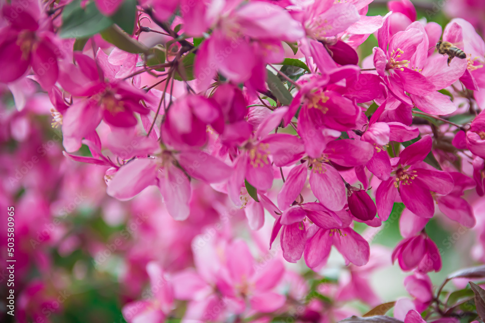 Flowering branches of paradise apple tree. Fruit tree. Photo of nature. Flowering branches of paradise apple tree. Fruit tree. Photo of nature.