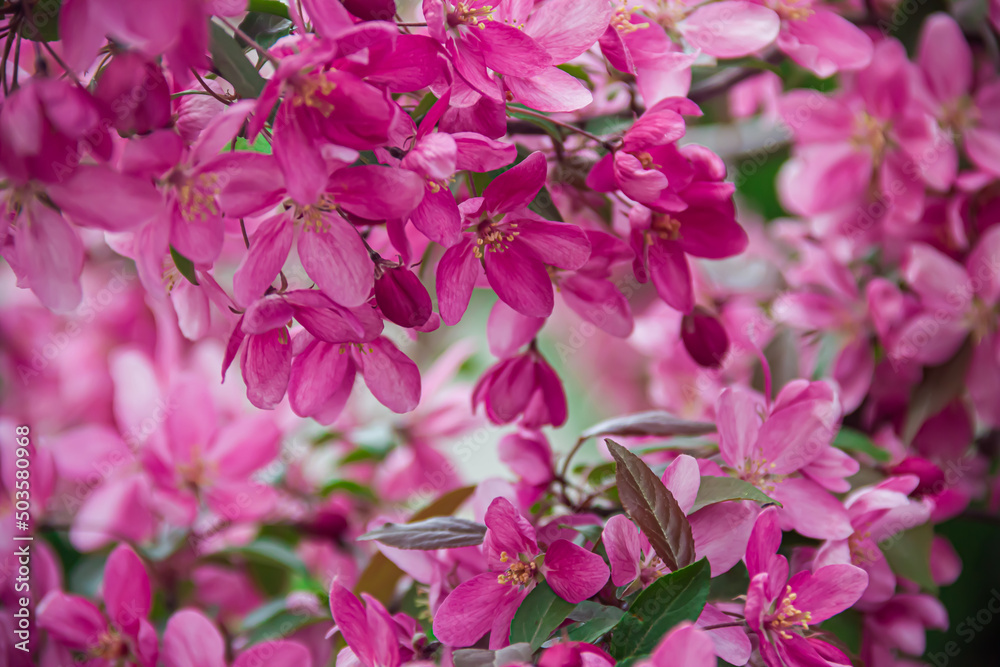 Flowering branches of paradise apple tree. Fruit tree. Photo of nature. Flowering branches of paradise apple tree. Fruit tree. Photo of nature.