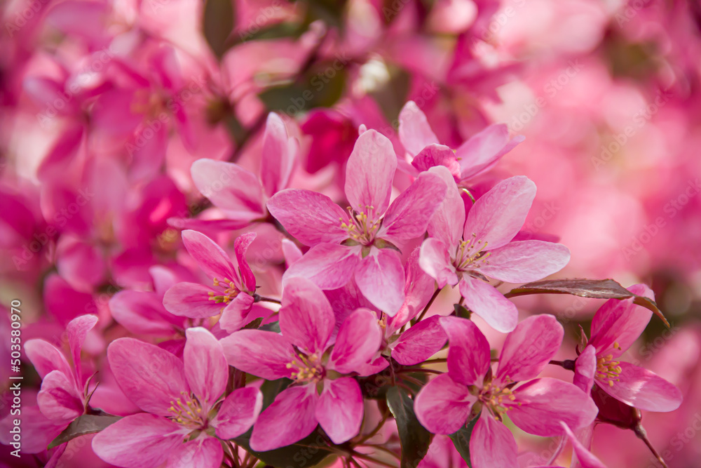 Flowering branches of paradise apple tree. Fruit tree. Photo of nature. Flowering branches of paradise apple tree. Fruit tree. Photo of nature.