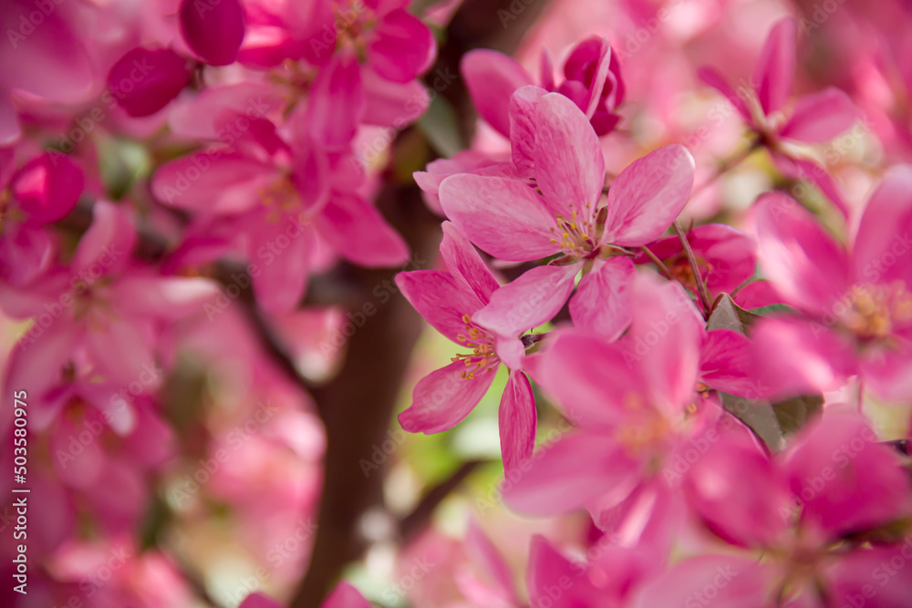 Flowering branches of paradise apple tree. Fruit tree. Photo of nature.