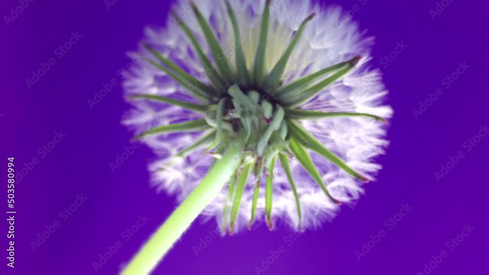 Dandelion bloom time lapse. Dandelion isolated on purple background. Biological art footage. Dandelion pattern for design and decoration. Plant time lapse. Dandelion bloom time lapse. Dandelion isolated on purple background. Biological art footage. Dandelion pattern for design and decoration. Plant time lapse.