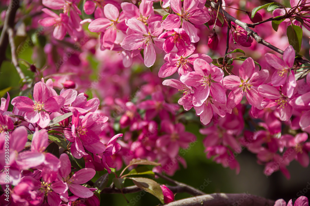 Obraz premium Flowering branches of paradise apple tree. Fruit tree. Photo of nature.