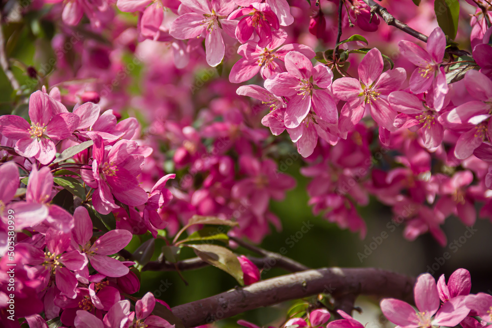 Flowering branches of paradise apple tree. Fruit tree. Photo of nature. Flowering branches of paradise apple tree. Fruit tree. Photo of nature.