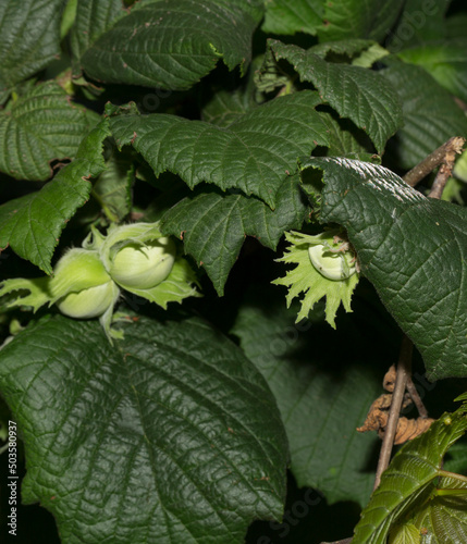 Corylus avellana, the common hazel, is a species of flowering plant in the birch family Betuliaceae.