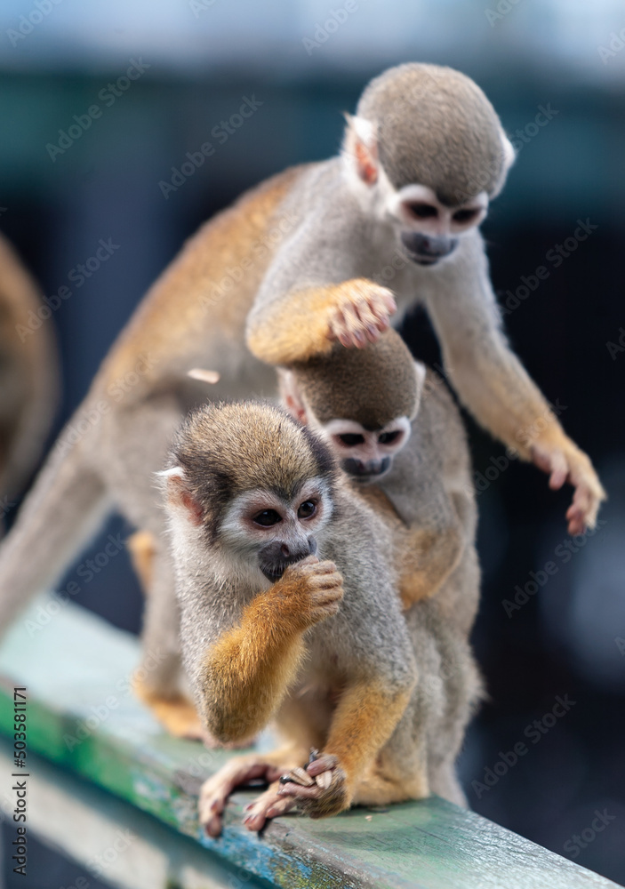 Obraz premium Macaco-de-cheiro 03