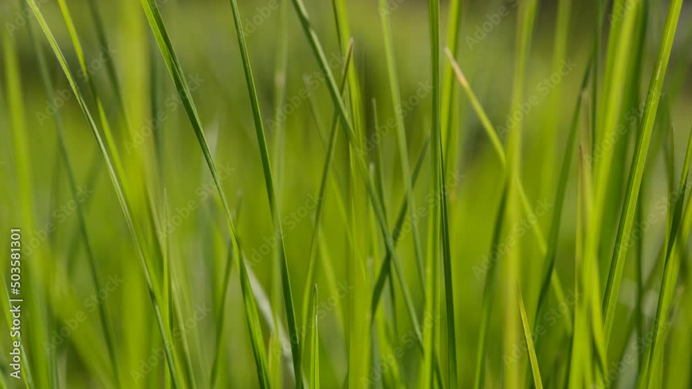 Green grass close-up background. Close-up view of fresh green grass, selective focus. Grass background - selective focus. Wheaten field. Green grass close-up background. Close-up view of fresh green grass, selective focus. Grass background - selective focus. Wheaten field.