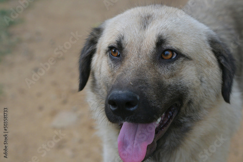 Portrait of a cute Anatolian shepherd dog outdoors photo