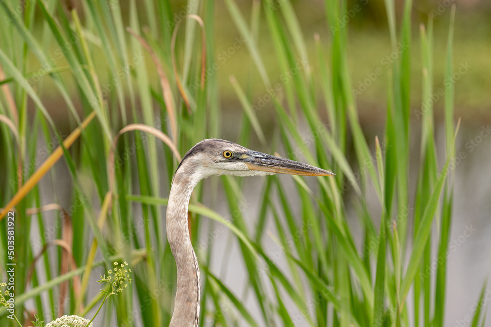Heron