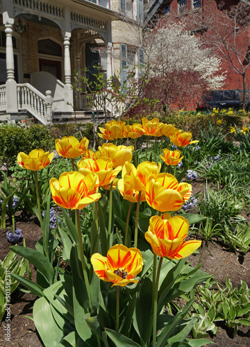 Yellow tulips variegated with bright red stripes