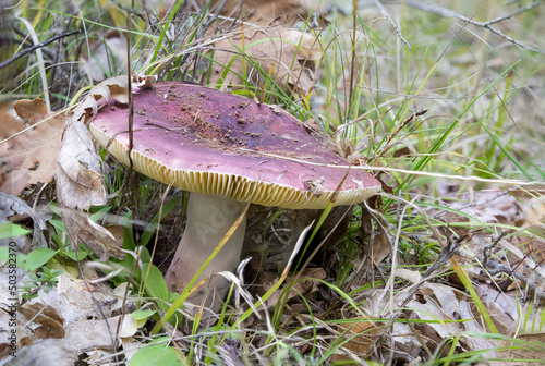Closeup shot of a Russula vesca mushroom in the forest