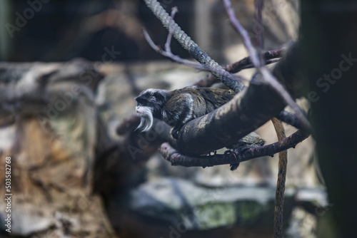 Closeup of a Graells's tamarin sitting on a tree branch photo