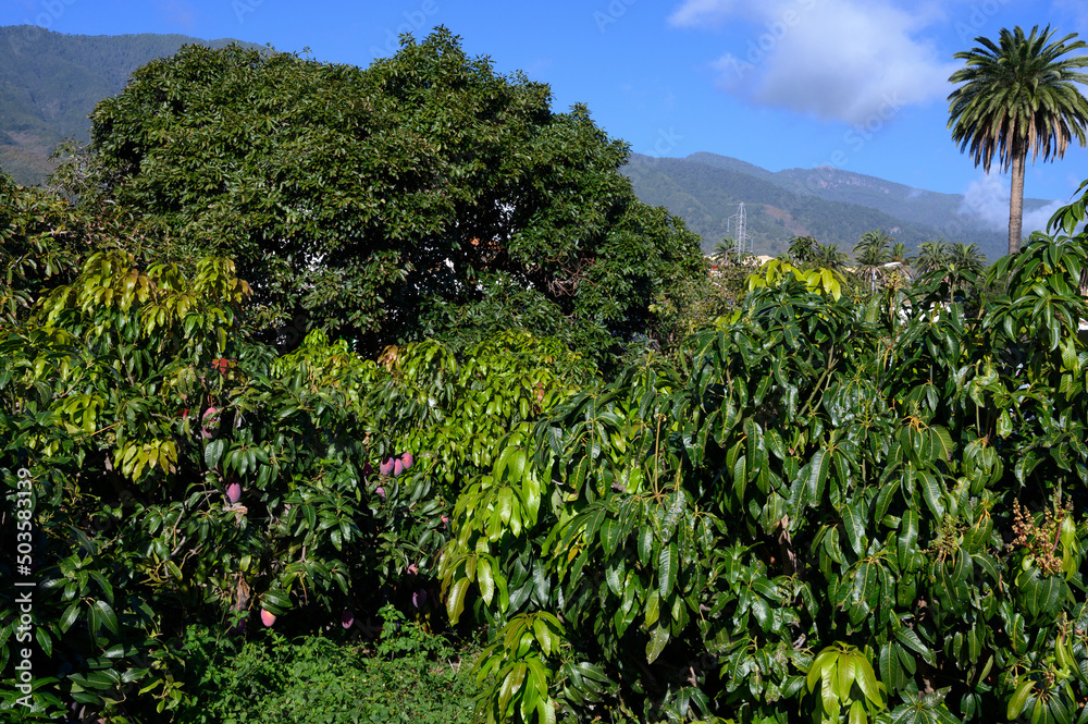 Cultivation of exotic sweet mango fruits on Canary islands, Spain. Plantation with ripe mango fruits hanging on trees.