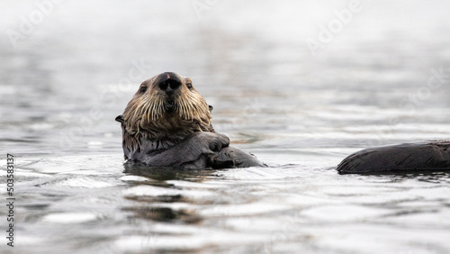 Sea Otter looking at camera while floating on its back in Morro Bay in Central California United States