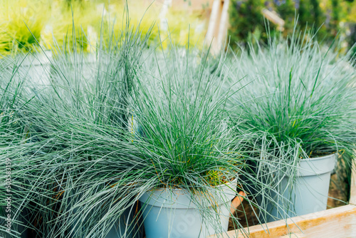 Seedlings in pots Blue fescue Intense Blue leaves Festuca glauca in plant pots in the garden center. Ideas for gardening and planting in a new season. Selective focus. photo