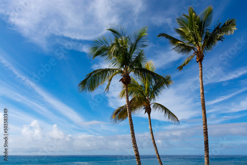 Palm trees on La Palma island before Cumbre vieja volcano eruption in 2021  sunny day  Canary islands  Spain