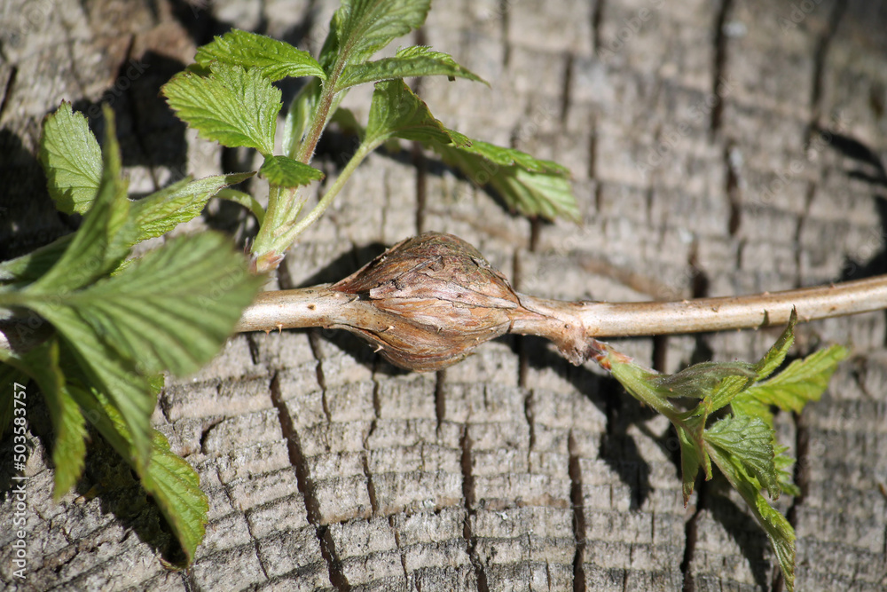 Obraz premium Branch of raspberry with gall of raspberry gall midge (Lasioptera rubi)