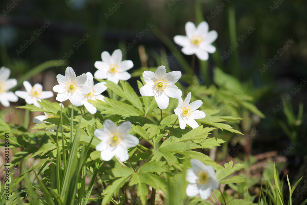 White flowers of Wood anemone (Anemone nemorosa) in spring forest White flowers of Wood anemone (Anemone nemorosa) in spring forest