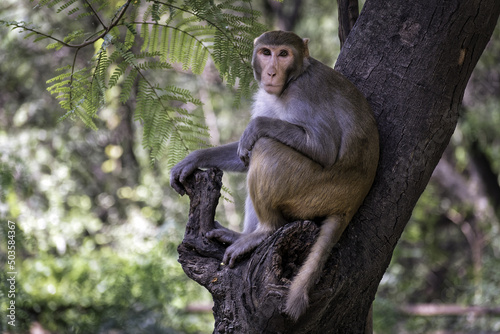 Cute rhesus macaque monkey leaned on a tree in New Delhi in India photo