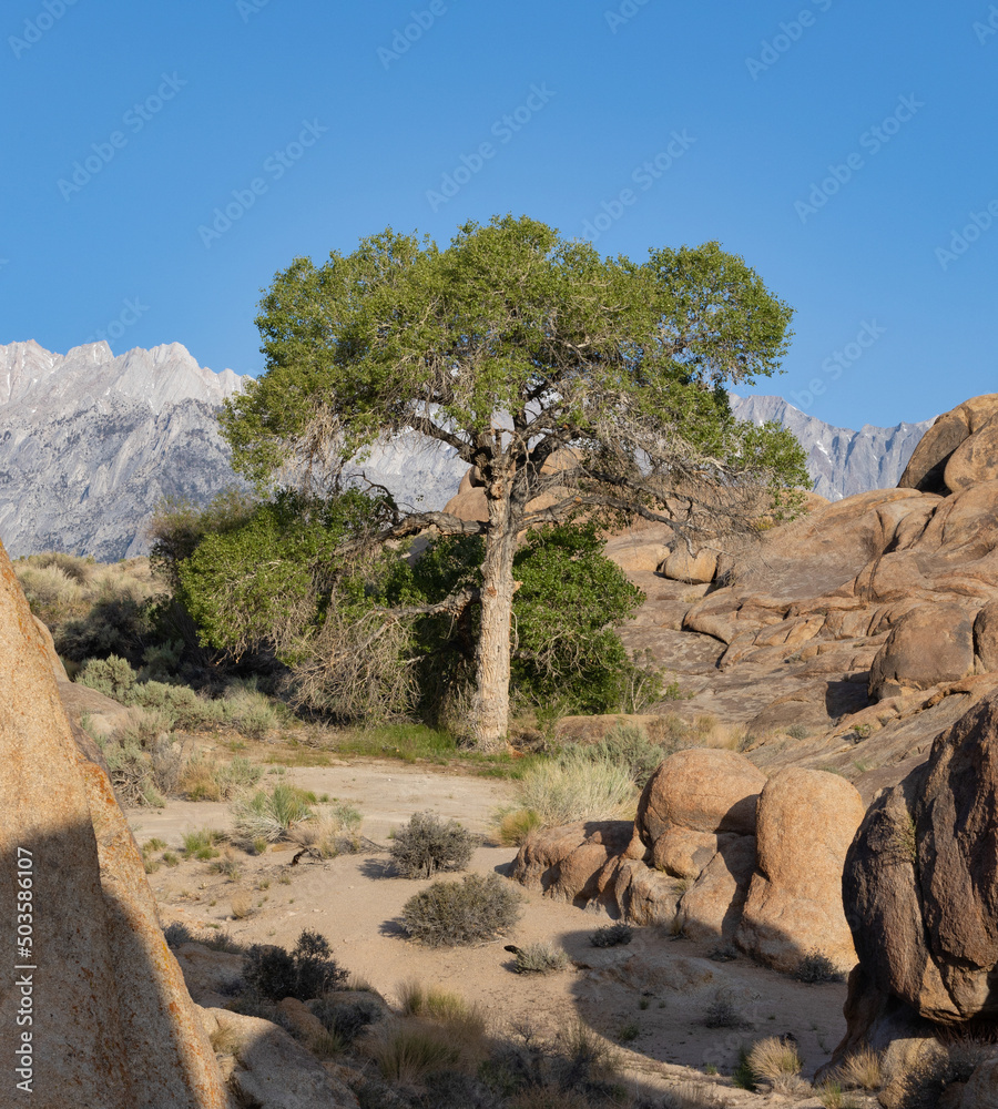 Lone tree in Alabama Hills surrounded by distinct rock formations Lone tree in Alabama Hills surrounded by distinct rock formations