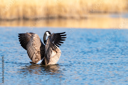 Canada goose flapping its wings while swimming on a lake 