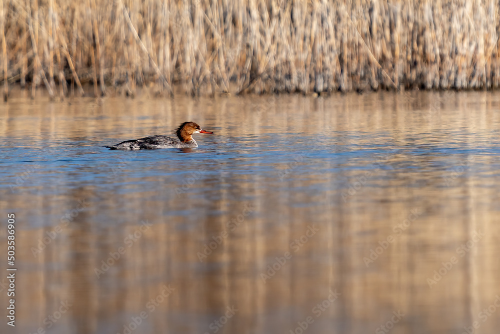 Adult female Common Merganser in a lake Adult female Common Merganser in a lake