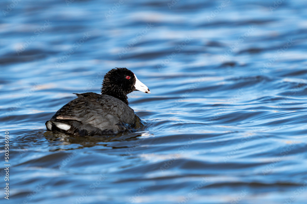 American Coot swimming on a lake American Coot swimming on a lake