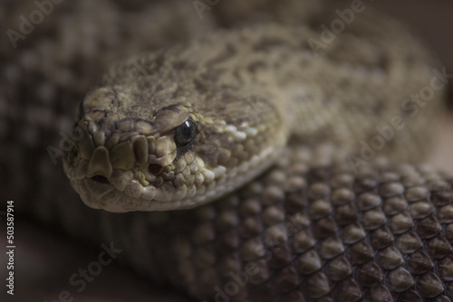 Selective focus shot of a diamondback snake
