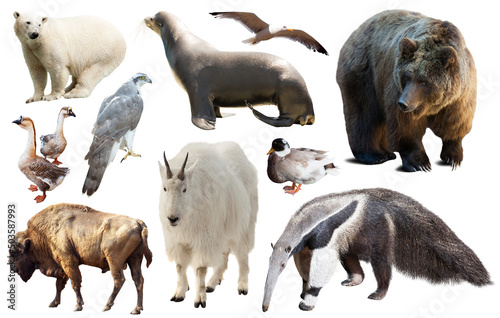 Set of various north american wild animals including birds and mammals isolated on white.
