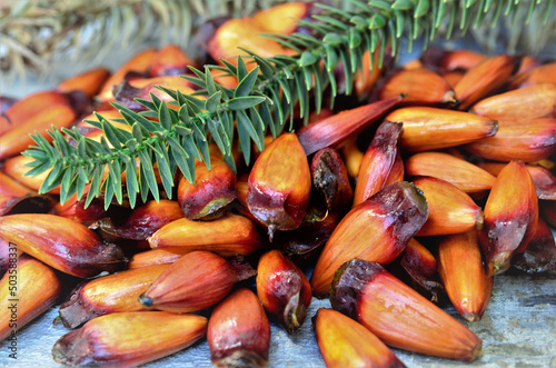 Pinhões maduros e folhagem da Araucaria angustifolia photo