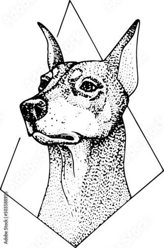 Doberman