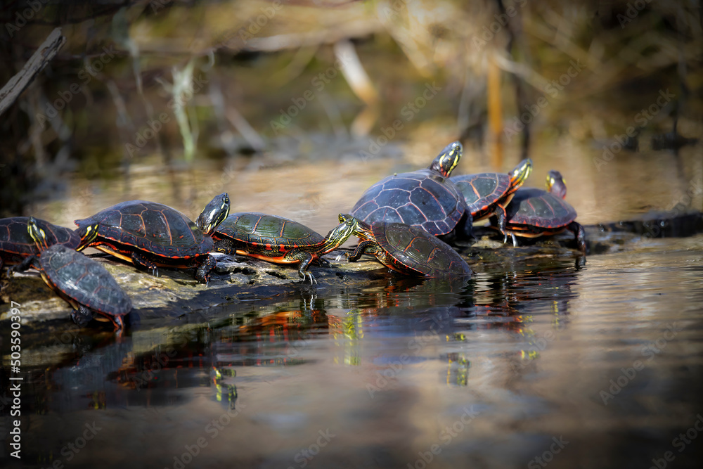 Obraz premium The painted turtle (Chrysemys picta).The painted turtle is the most widespread native turtle of North America