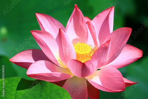 beautiful view of blooming Lotus flower close-up of pink lotus flower blooming in the pond in summer