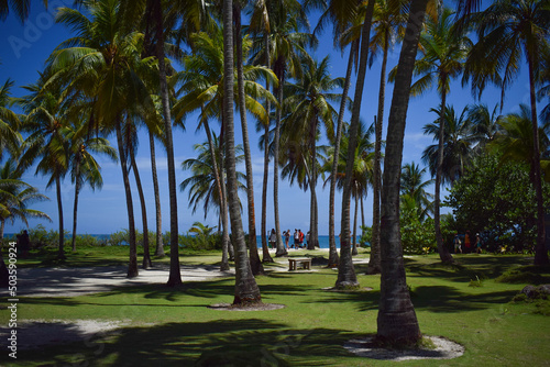 palm trees on the beach © Juanita