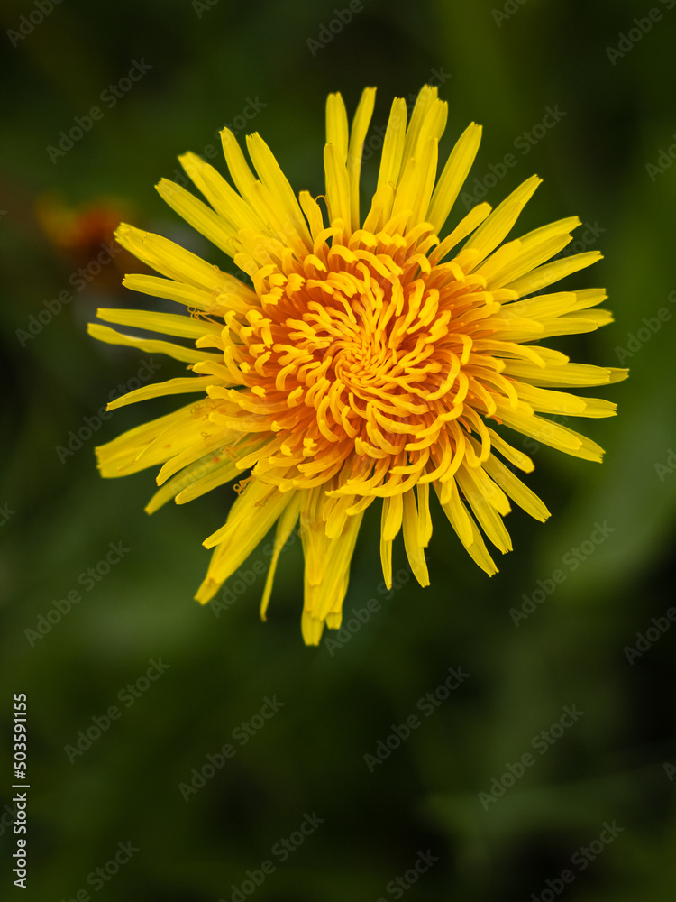 Dandelions in the meadow in spring time. Fresh yellow dandelions flowers in depth of field. Dandelions in the meadow in spring time. Fresh yellow dandelions flowers in depth of field.