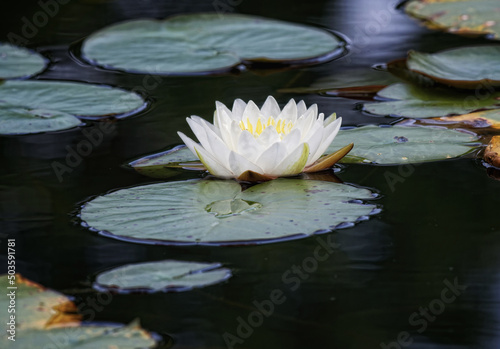 Blooming white water-lily on a pond