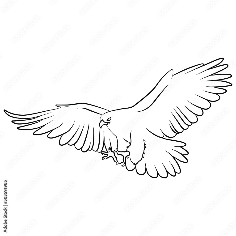 Eagle in Outline Sketch.
