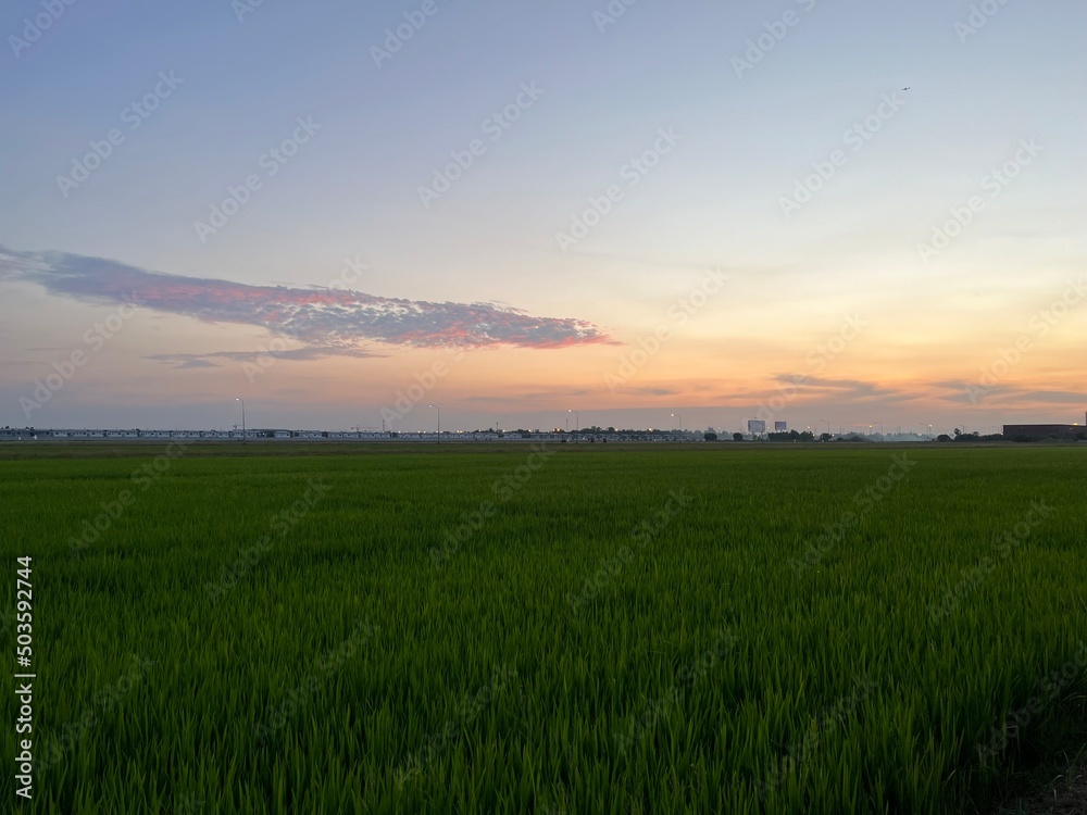 Photo of the view of the green rice fields in the evening, the sky is clear.