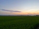 Photo of the view of the green rice fields in the evening, the sky is clear.
