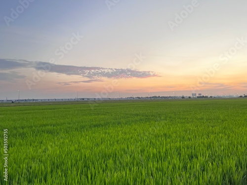 Photo of the view of the green rice fields in the evening  the sky is clear.